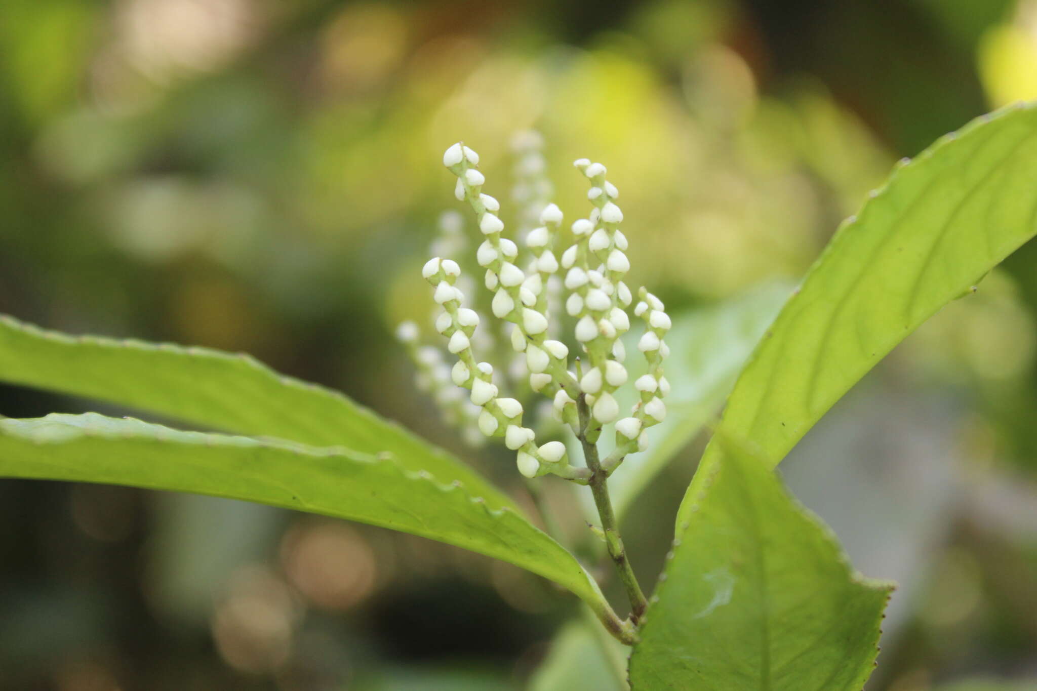 Image of Chloranthus elatior Link