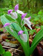 Plancia ëd Galearis spectabilis (L.) Raf.