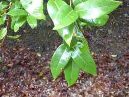 Image of interior live oak