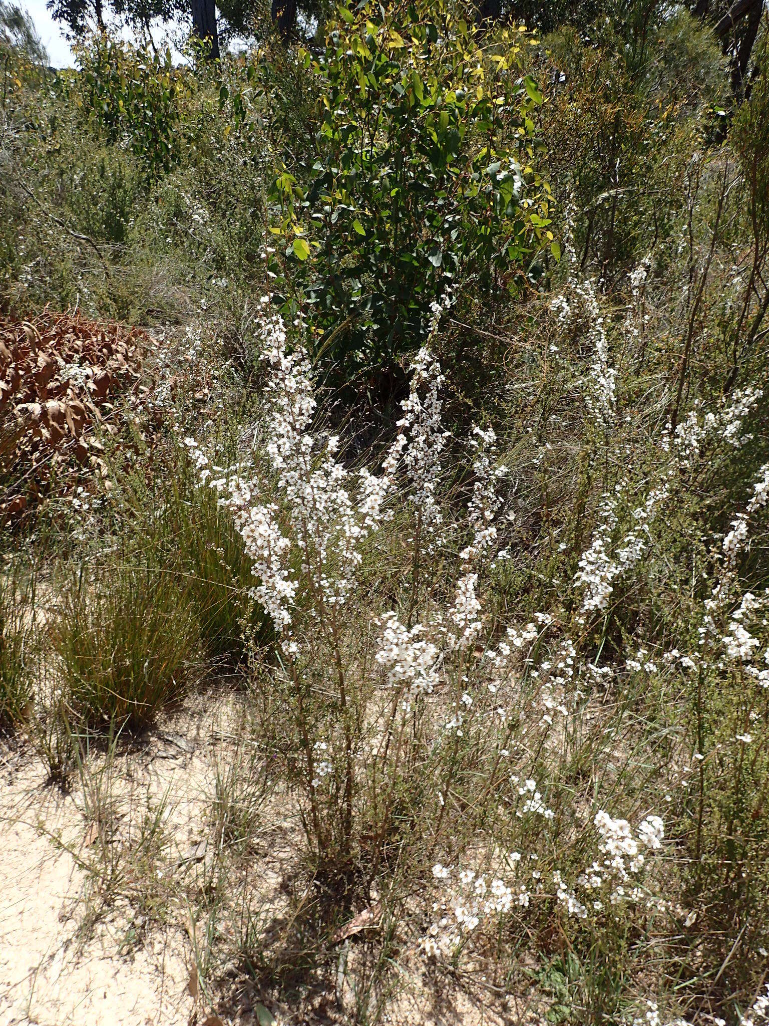 Sivun Leptospermum myrsinoides Schltdl. kuva