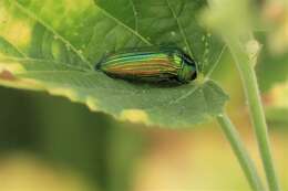 Image of Acmaeodera viridaenea (De Geer 1778)