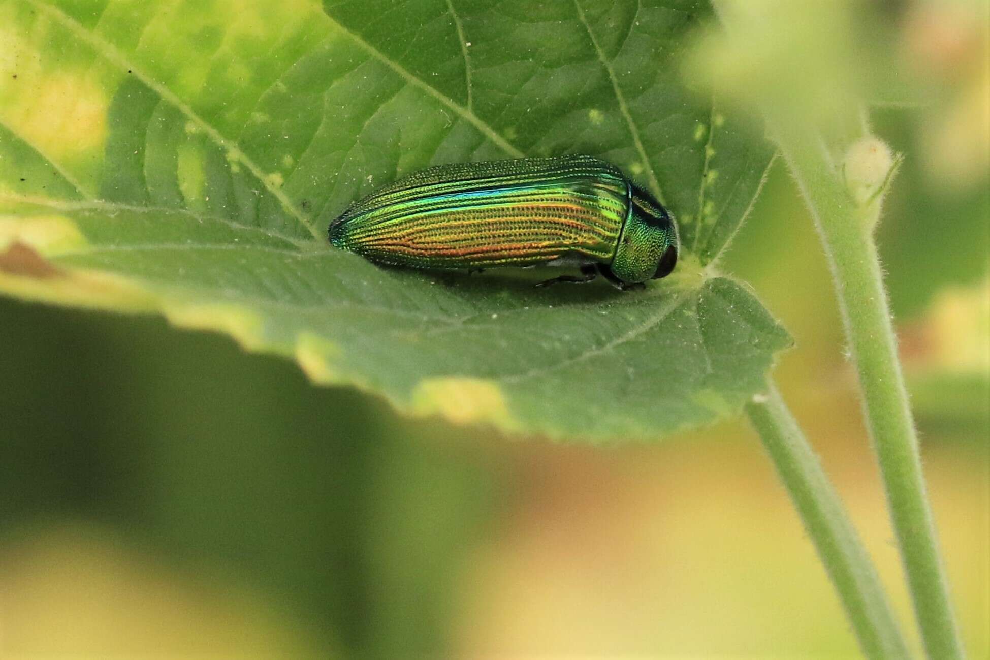 Image of Acmaeodera viridaenea (De Geer 1778)