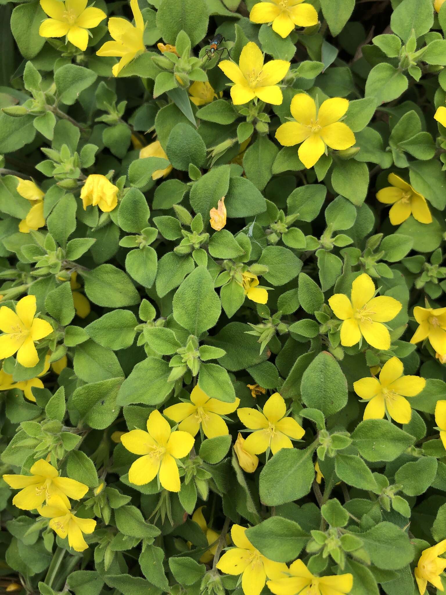 Image of Lysimachia remota Petitm.