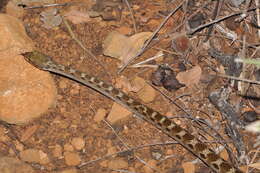 Image of Madagascarophis ocellatus Domergue 1987