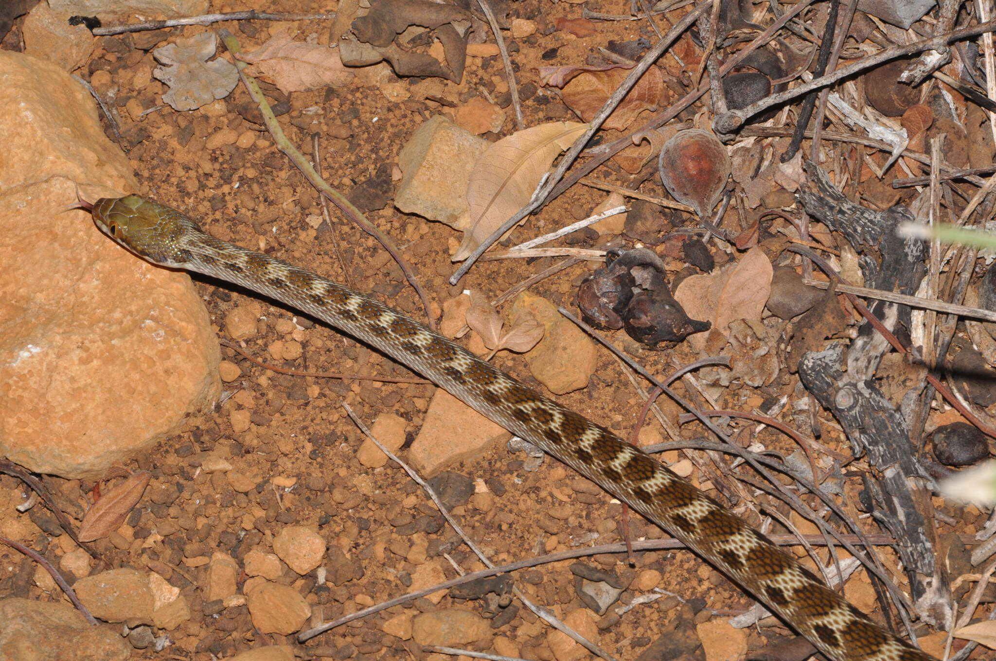 Sivun Madagascarophis ocellatus Domergue 1987 kuva