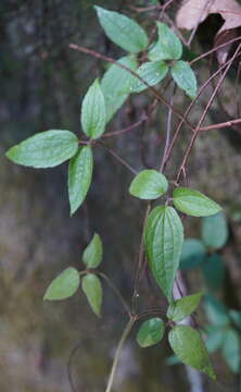 Imagem de Clematis leschenaultiana DC.