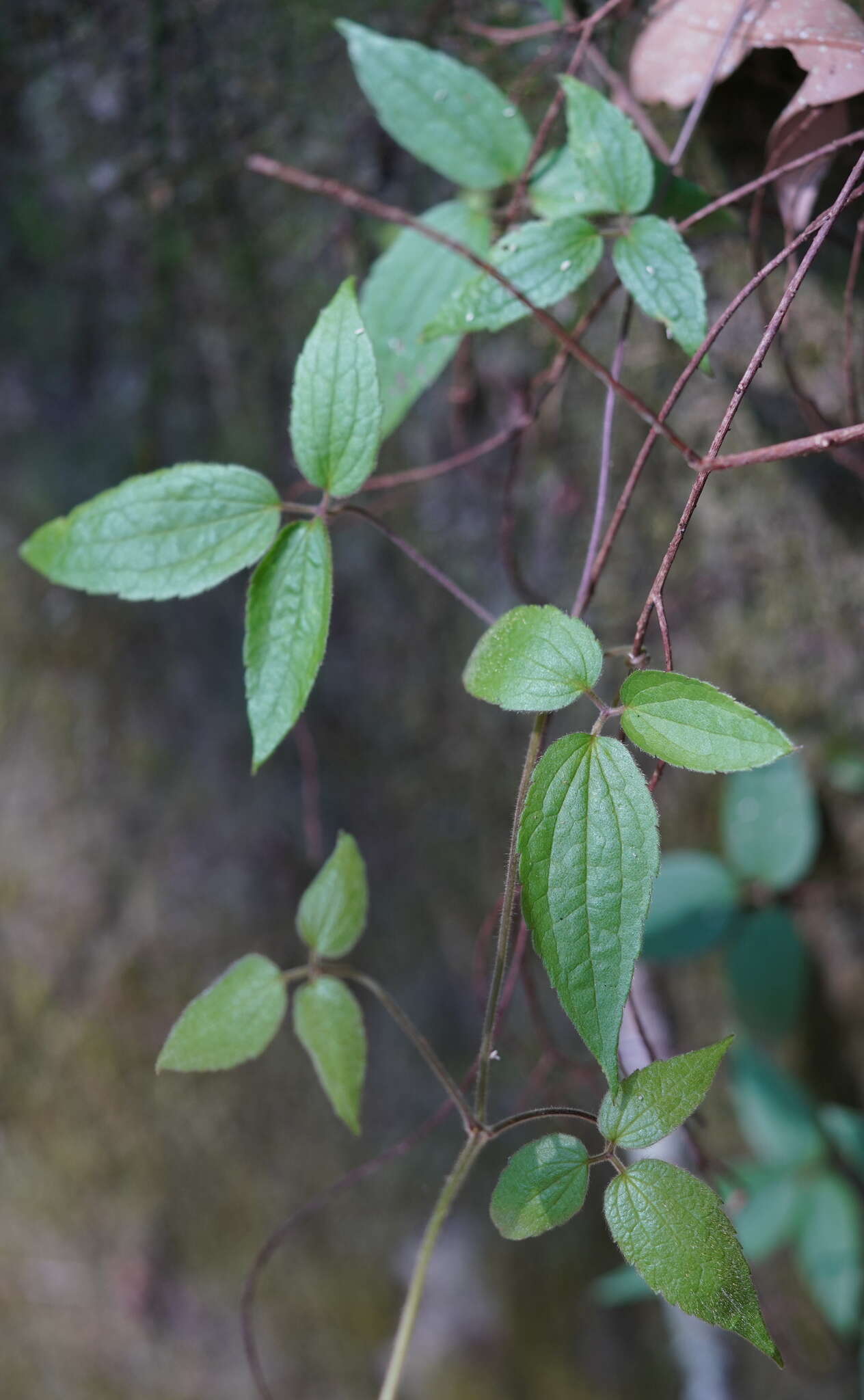 Слика од Clematis leschenaultiana DC.