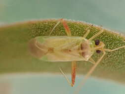 Image of green mirid