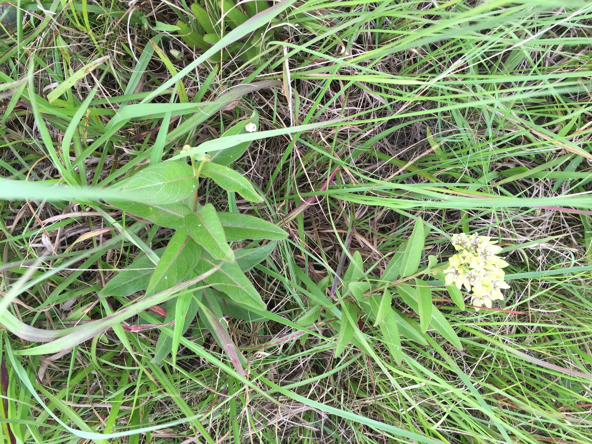 صورة Asclepias viridis Walt.