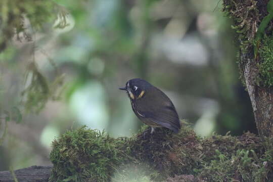 Image of Crescent-chested antpitta