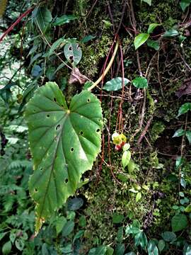 Image of Begonia dioica Buch.-Ham. ex D. Don