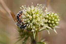 Image of Andrena variabilis Smith 1853