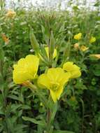 Imagem de Oenothera villosa Thunb.