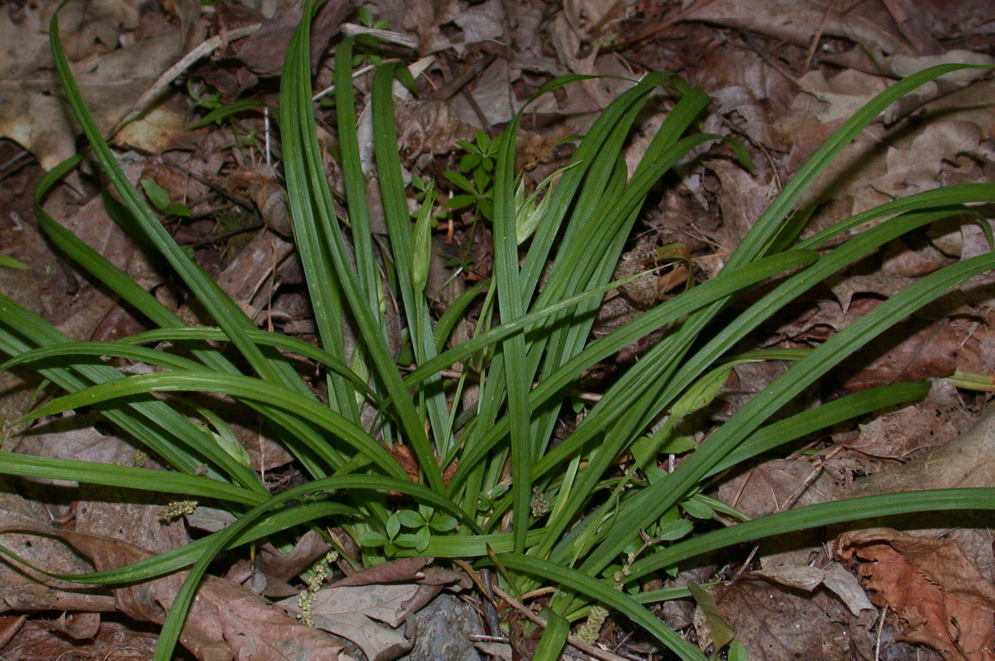 Carex backii Boott resmi