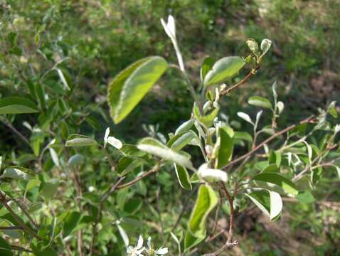 Image de Amelanchier arborea (Michx. fil.) Fern.