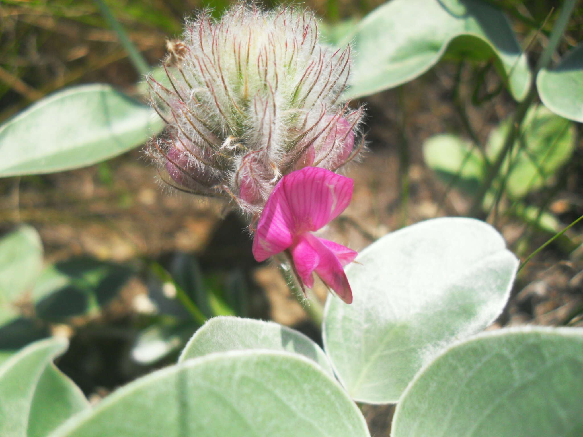 Plancia ëd Hedysarum argyrophyllum Ledeb.