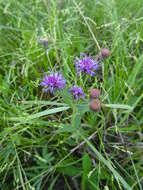 Image of Missouri ironweed