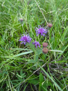 Image of Missouri ironweed