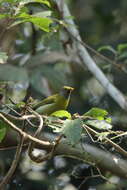 Image of Grey-headed Bulbul