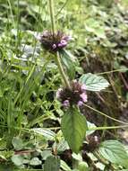 Image of Clinopodium chinense (Benth.) Kuntze