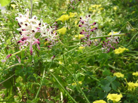 Image of field fumitory