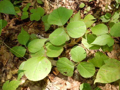 Sivun Desmodium rotundifolium (Michx.) DC. kuva