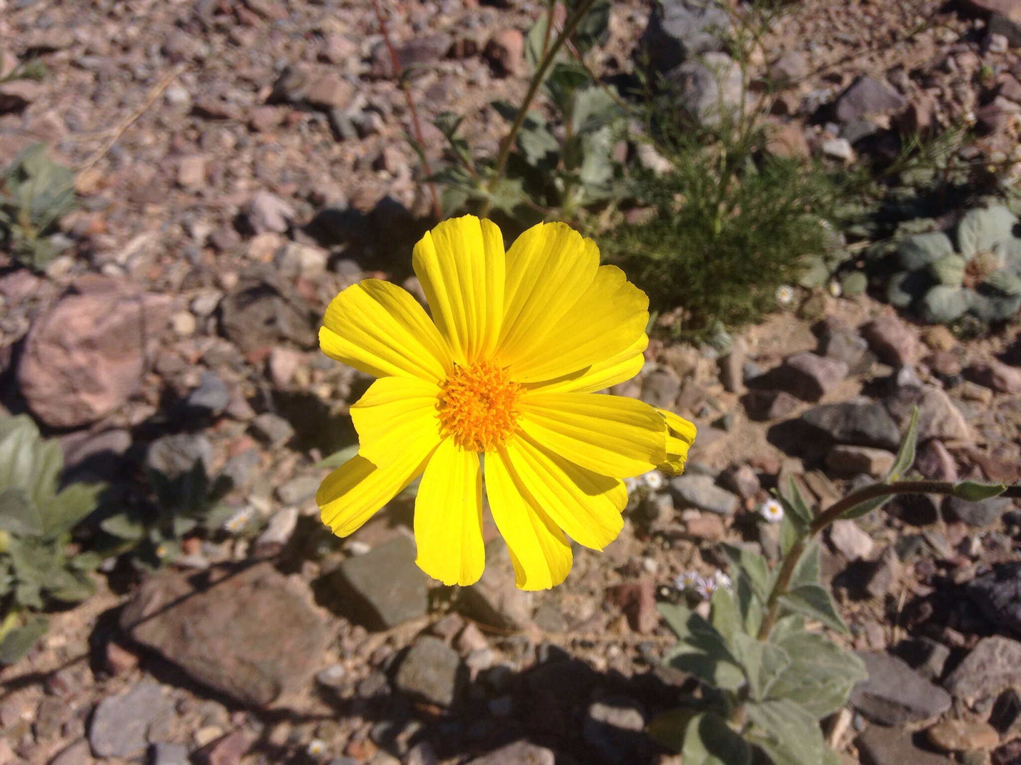 Image of hairy desertsunflower