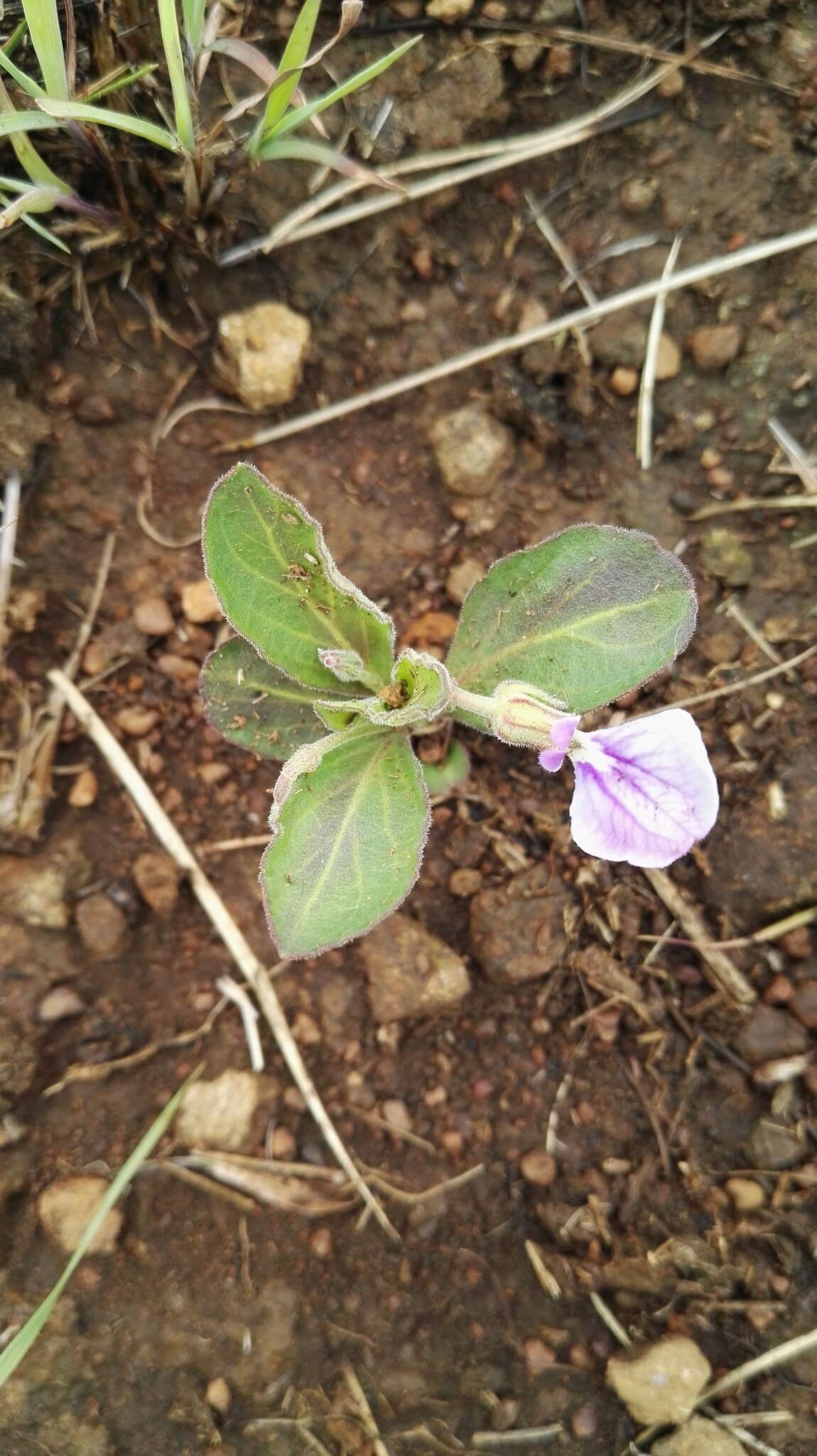 Sivun Hybanthus capensis (Thunb.) Engl. kuva