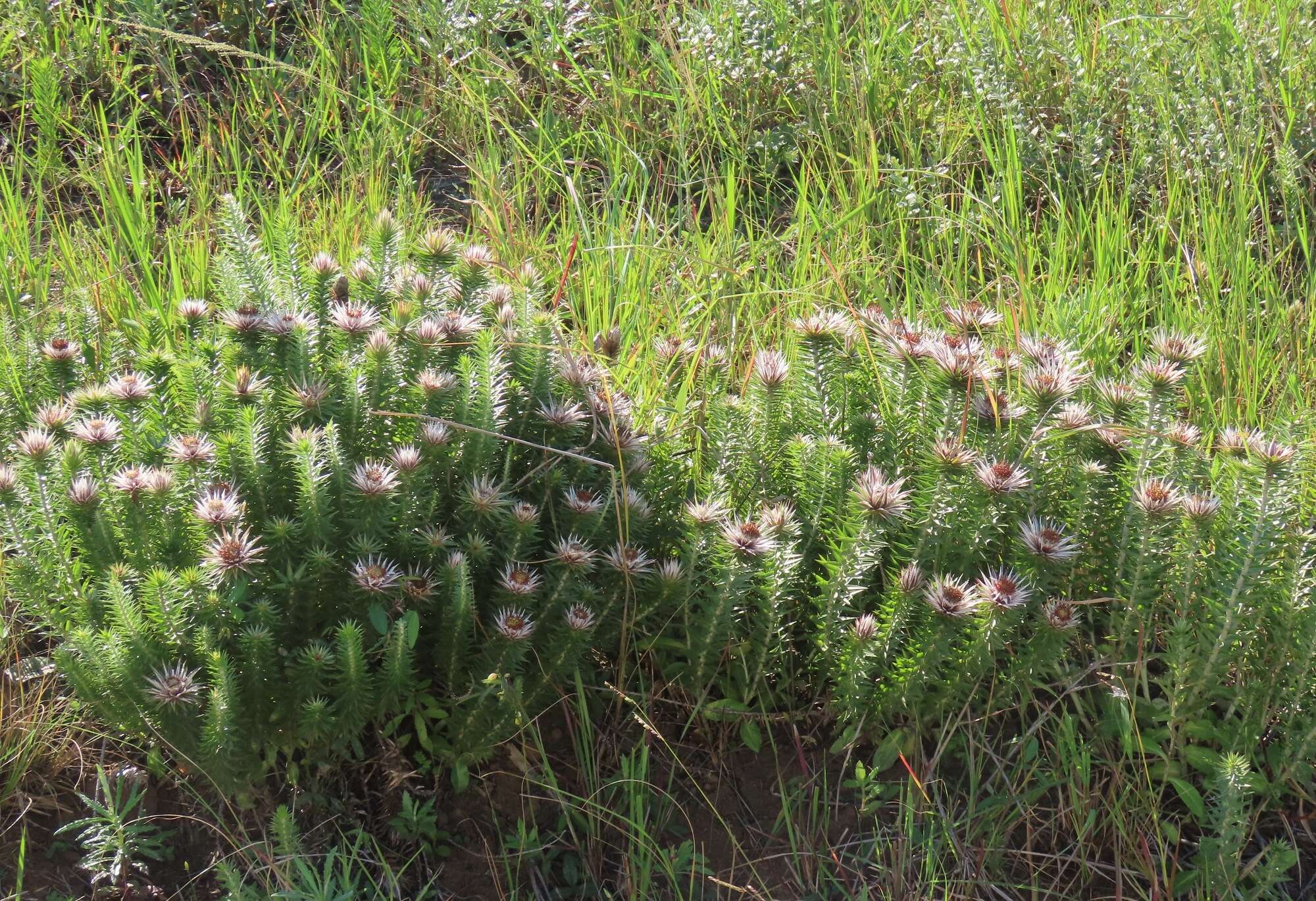 Image of Macledium zeyheri subsp. argyrophyllum (Oliv.) S. Ortiz