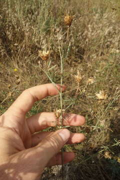 Image of Centaurea arenaria Bieb. ex Willd.