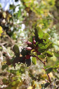 Image of Rosa oxyodon Boiss.