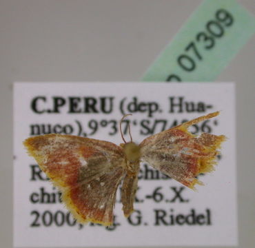 Image of <i>Tricentra fumata</i> Warren 1906