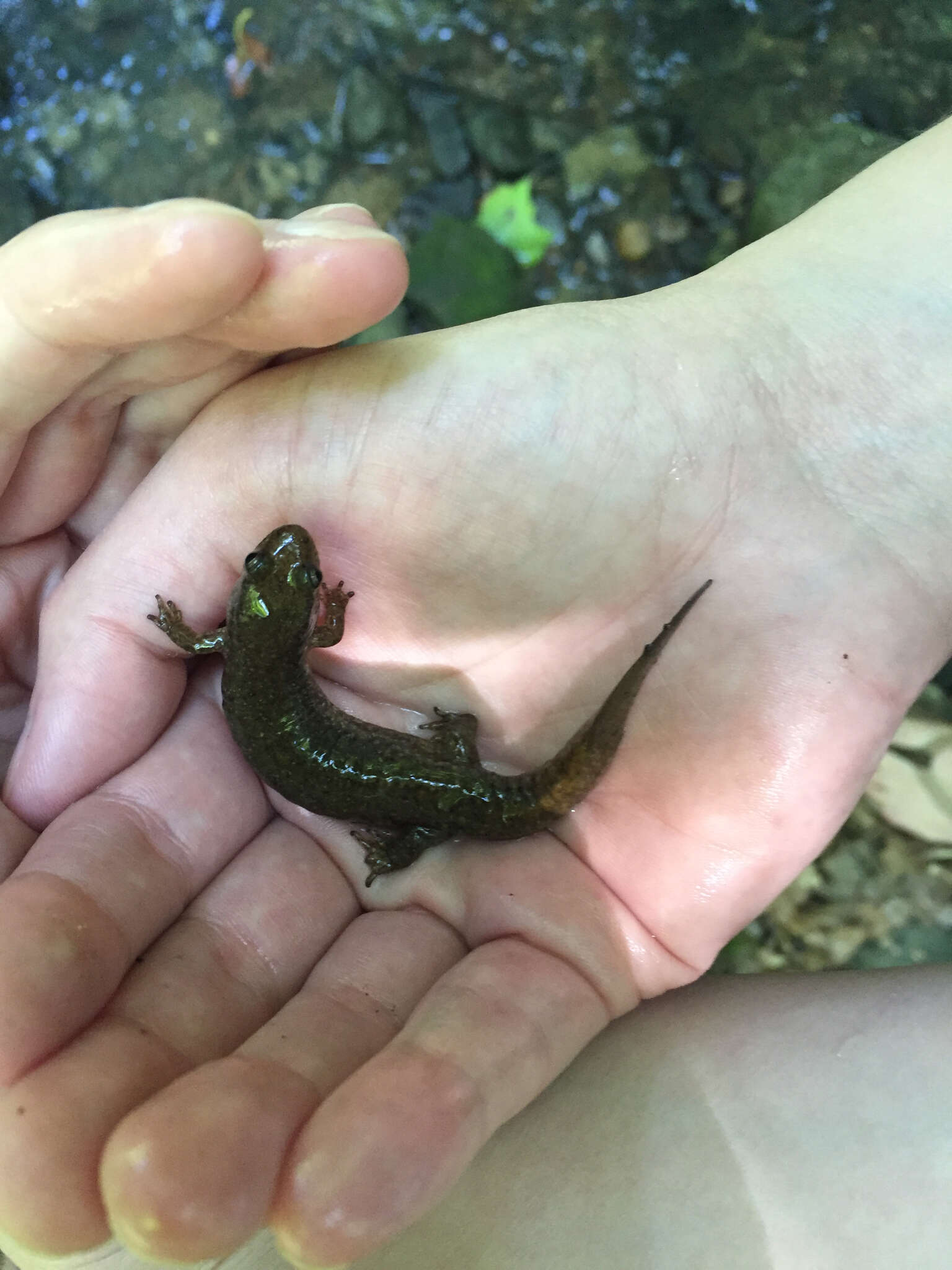 Image of Black mountain salamander