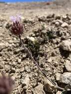 Image de Monardella australis subsp. cinerea (Abrams) A. C. Sanders & Elvin