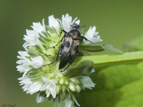 Image of Macrosiagon octomaculatus (Gerstaecker 1855)