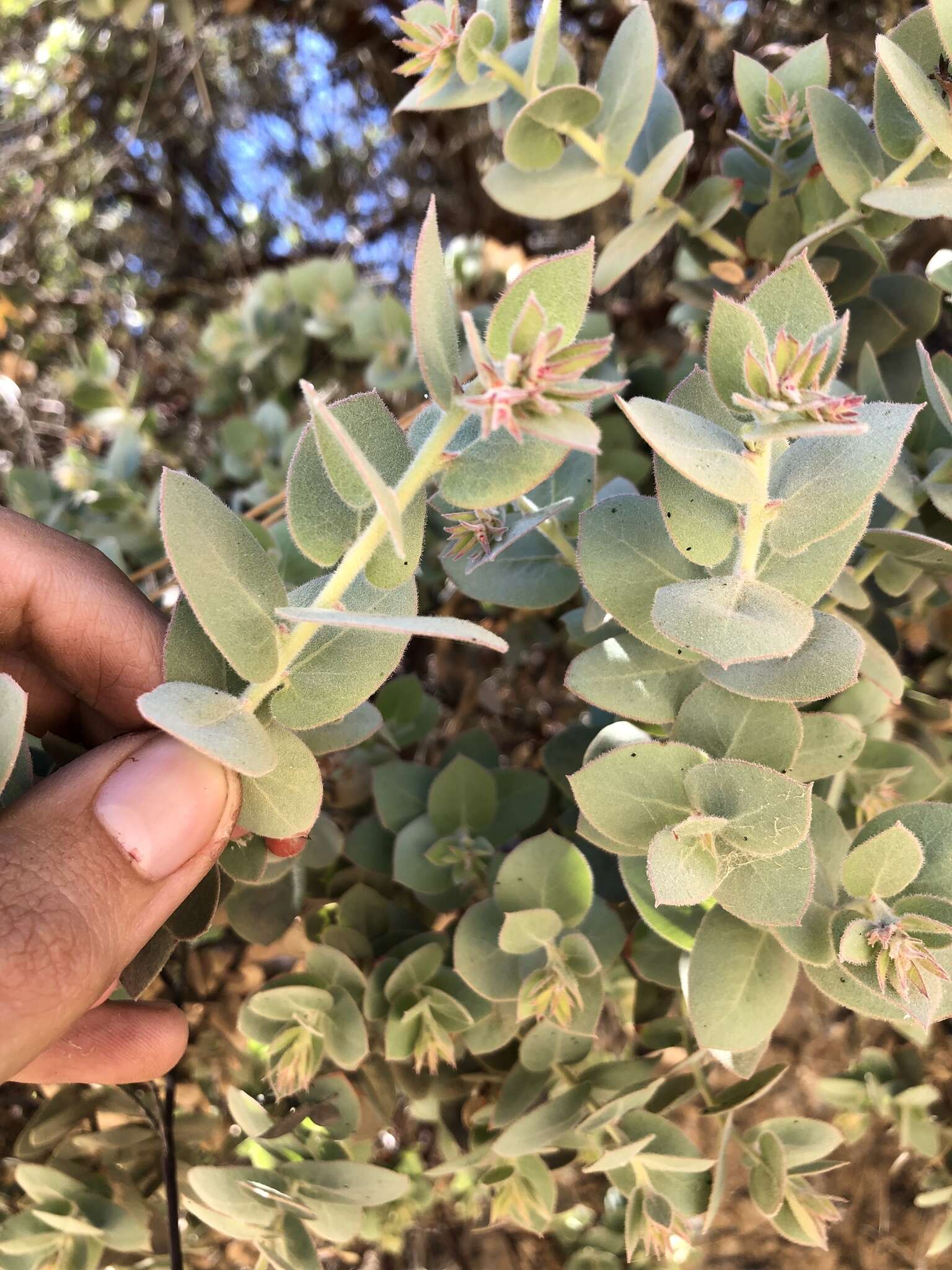 Слика од Arctostaphylos luciana P. V. Wells