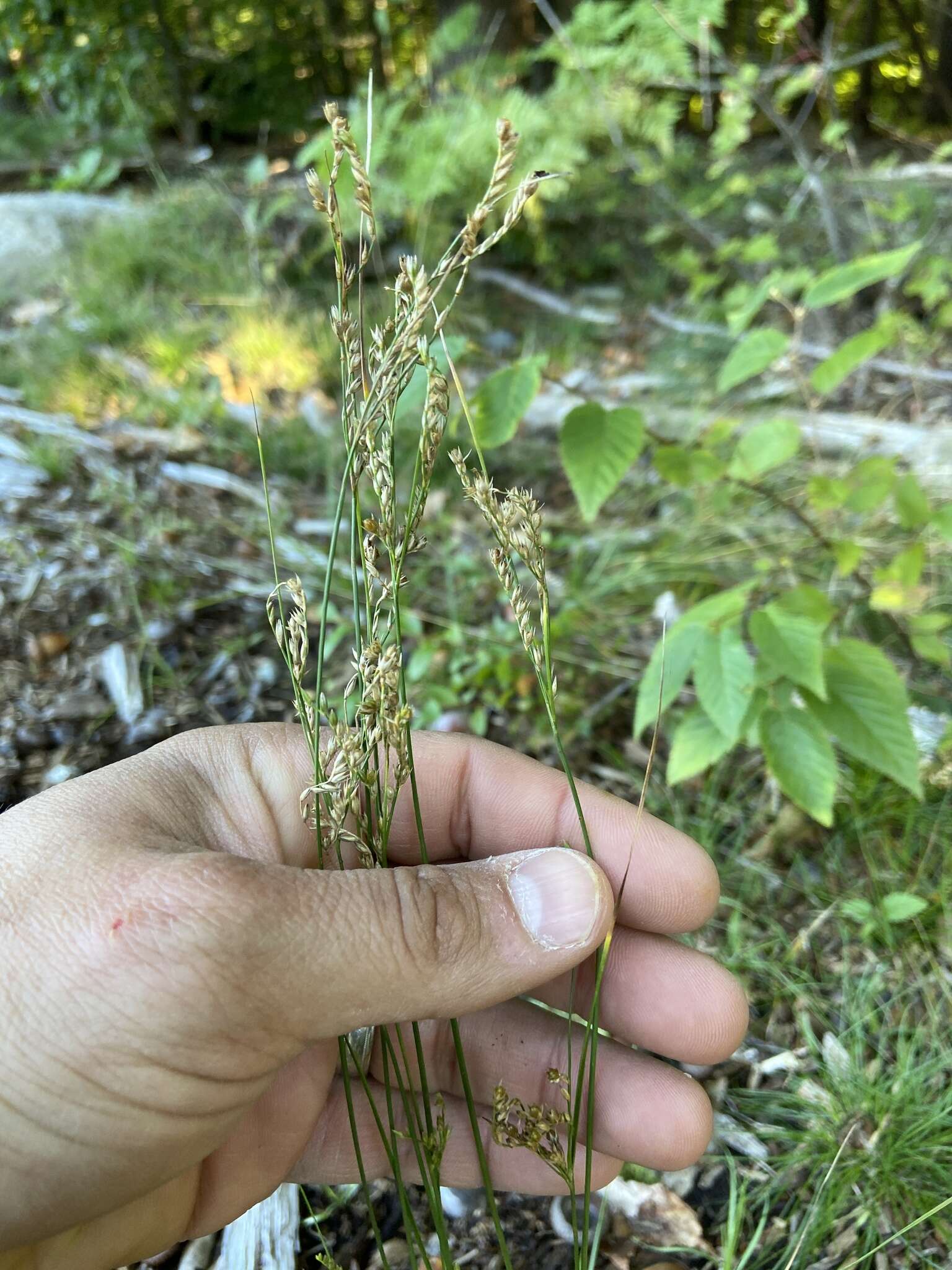 Image de Juncus secundus Beauv. ex Poir.