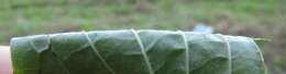 Image of Cornus sanguinea subsp. sanguinea