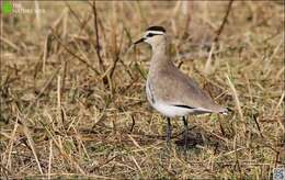 Image of Sociable Lapwing