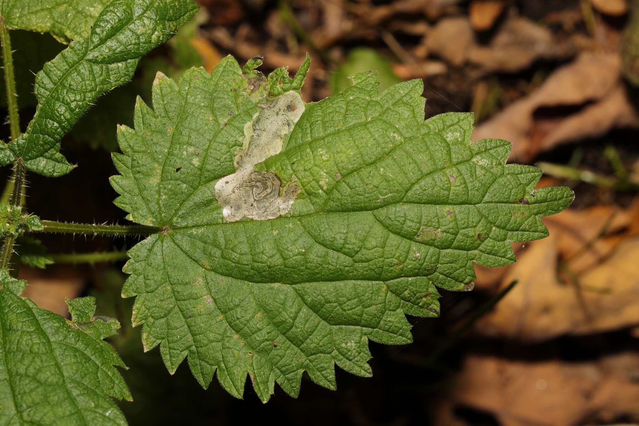 Image of Agromyza anthracina Meigen 1830