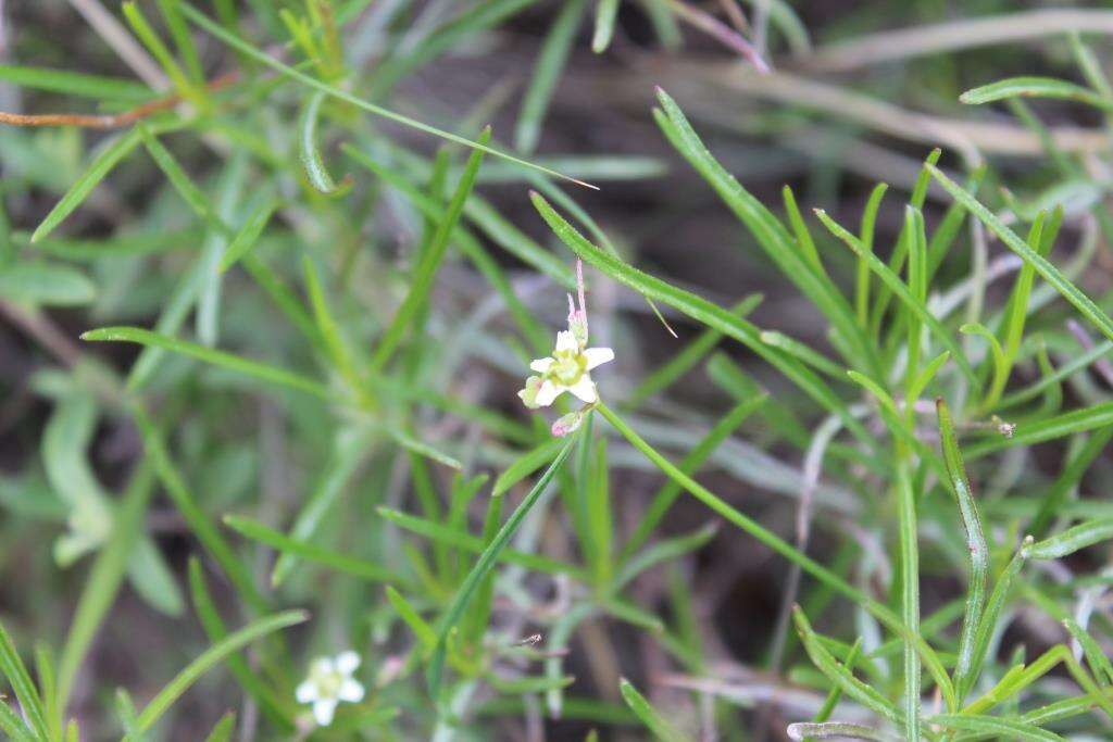 Image of Euphorbia sphaerorhiza Benth.