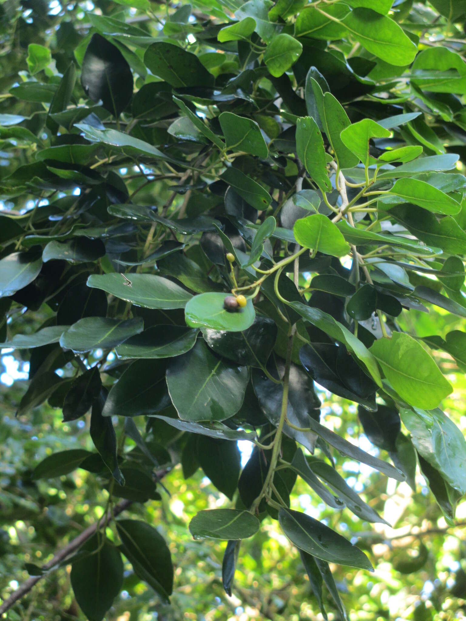 Plancia ëd Apodytes dimidiata subsp. dimidiata