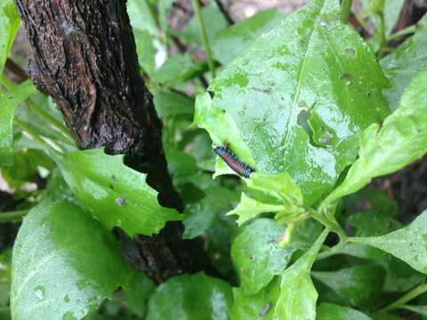 Image of Groundselbush Beetle