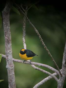 Euphonia minuta Cabanis 1849的圖片