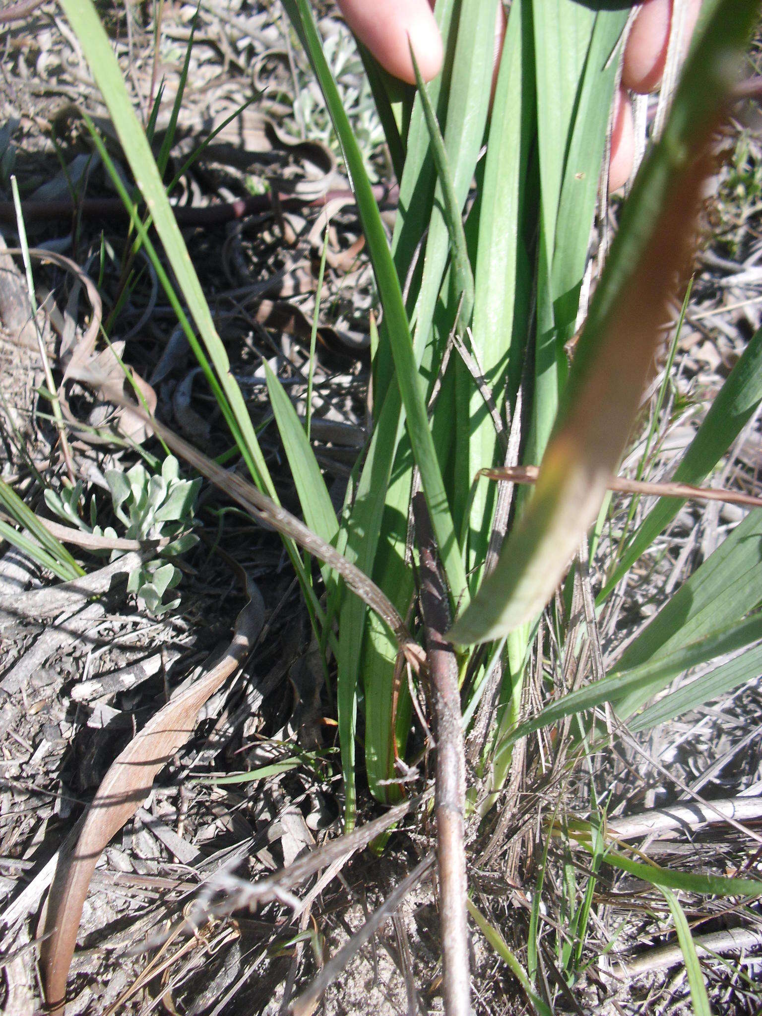 Tritoniopsis antholyza (Poir.) Goldblatt的圖片