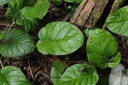 Image of Piloselloides cordata (Thunb.) C. Jeffrey