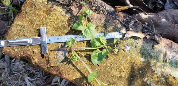 Imagem de Torenia crustacea (L.) Cham. & Schltdl.