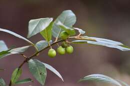 Image of Frangula mucronata (Schlechtend.) Grubov