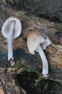 Image of Orange-mat coprinus