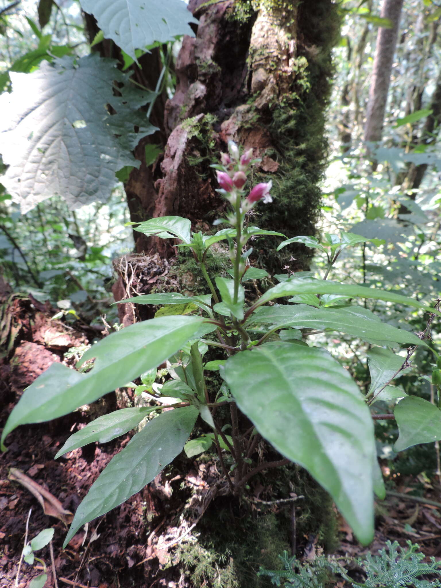 Image of Anisosepalum alboviolaceum (R. Benoist) E. Hossain